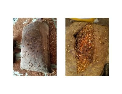 Water Affected Stock of Chana